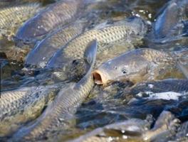 Guide de la pisciculture d'eau capture d'écran 1