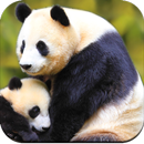 Panda Wallpaper HD APK