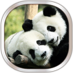 Panda Hintergrundbilder