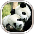 Panda Fondos Animados