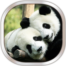 Panda Fond D'écran Animé APK
