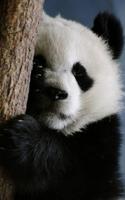برنامه‌نما Panda Live Wallpaper عکس از صفحه
