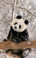 برنامه‌نما Panda Live Wallpaper عکس از صفحه
