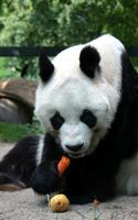 برنامه‌نما Panda Live Wallpaper عکس از صفحه