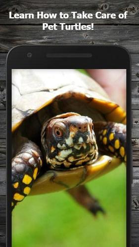 How To Take Care Of A Pet Turtle Guide For Android Apk Download