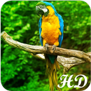 Parrot Wallpapers APK