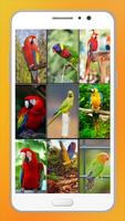 Parrot Wallpapers Plakat