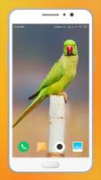 Parrot Wallpapers screenshot 1