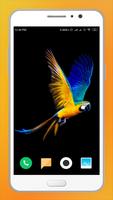 Parrot Wallpapers screenshot 3