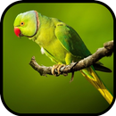 Parrot Wallpapers APK