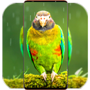 Parrot Wallpaper HD APK