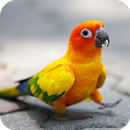 Parrot Wallpaper APK