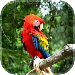 Parrot Live Wallpaper APK download