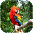 Parrot Live Wallpaper