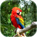 Parrot Live Wallpaper