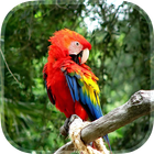 Parrot Live Wallpaper ไอคอน