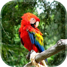 Parrot Live Wallpaper 图标