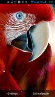 Parrot Live Wallpaper ภาพหน้าจอ 3