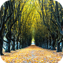 Pathway Wallpaper HD APK