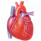 Heart Care アイコン
