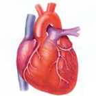 Heart Care icon