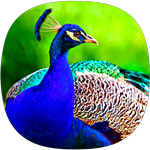Peacock Ringtones icon