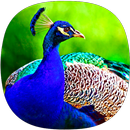 Sons Peacock APK
