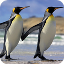 Penguin Wallpaper-APK