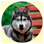 chat with dog icon