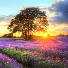 Perfect Sunset Live Wallpaper Icon