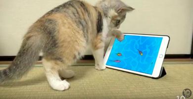Peppy fishes for cats toy game скриншот 2