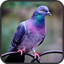 Pigeon Wallpapers APK