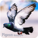 HD Pigeon Wallpaper APK