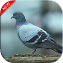 Pigeon Wallpapers APK