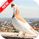 Pigeon Wallpaper HD 🐦 APK