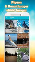 Pigeon Wallpapers 🐦 – Bird Wallpaper screenshot 3