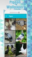 Pigeon Wallpaper poster
