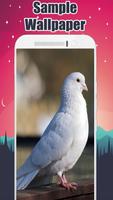 Pigeon Wallpaper ảnh chụp màn hình 1