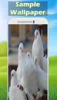 Pigeon Wallpapers 🐦 – Bird Wallpaper ภาพหน้าจอ 2