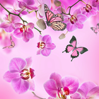 Pink Flowers Live Wallpaper আইকন