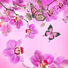 Pink Flowers Live Wallpaper icône