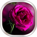 Rose Roses Fond D'écran Animé APK