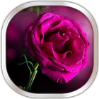 Icona Rose Rosa Sfondi Animati