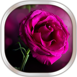 Rose Roses Fond D'écran Animé icône