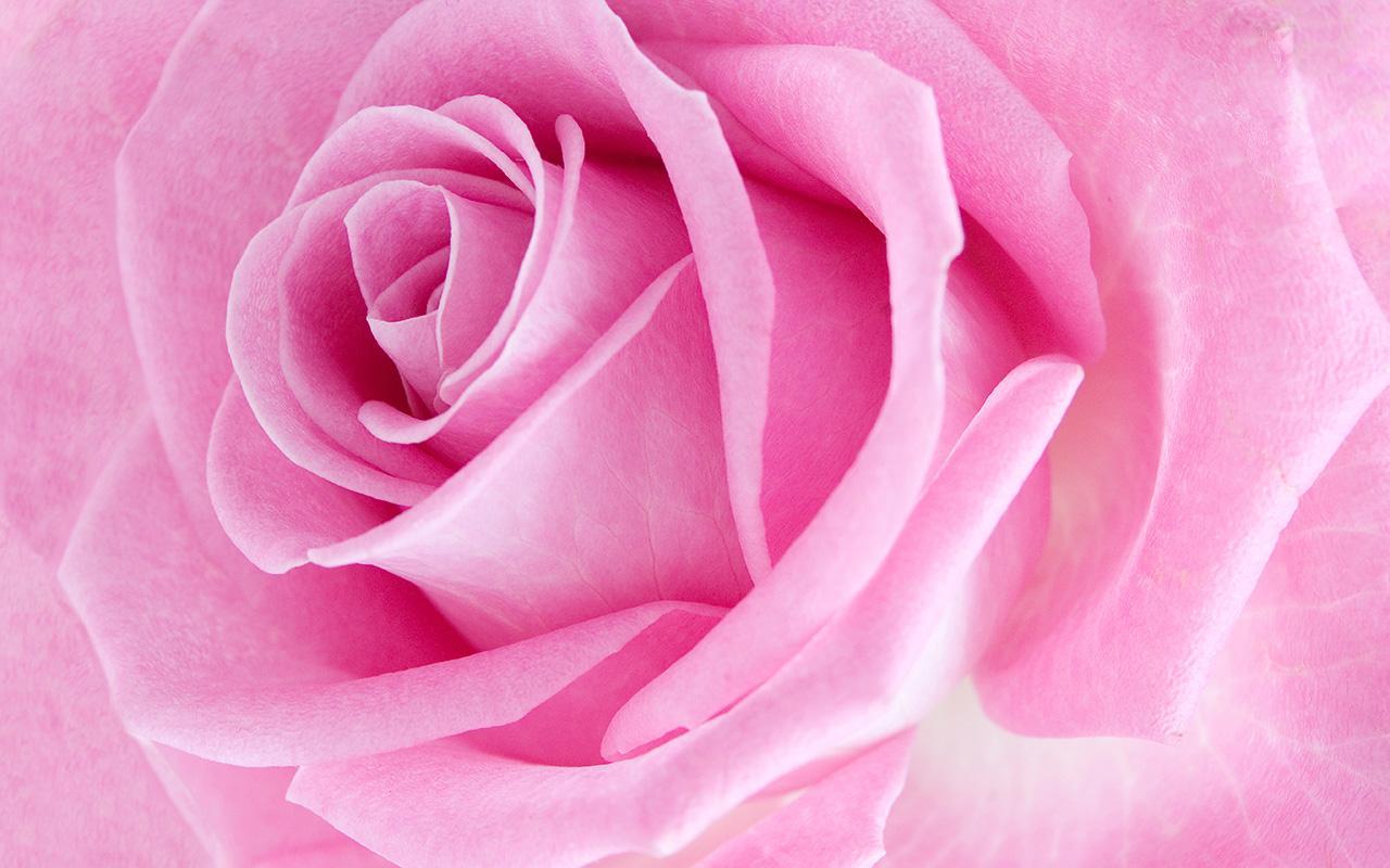Видео про розовые. Розовые розы. Бледно розовые розы. Розовые розы фон. Нежные розовые розы.