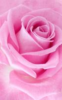 Poster Rose Rosa Sfondi Animati