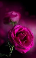 Pink Rose Live Wallpaper 스크린샷 1