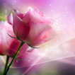 ”Pink Roses Live Wallpaper