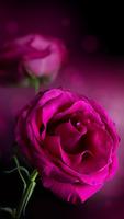 Pink Roses Live Wallpaper 스크린샷 1