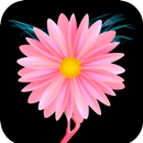 Pink Flower Wallpaper APK